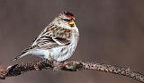 Common Redpoll_28431